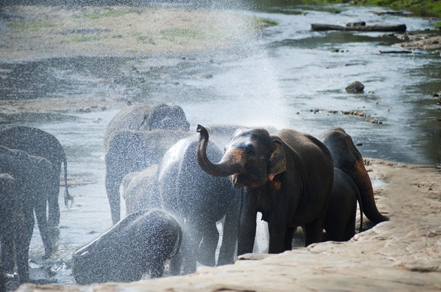 Qui veut voir l’éléphant ?