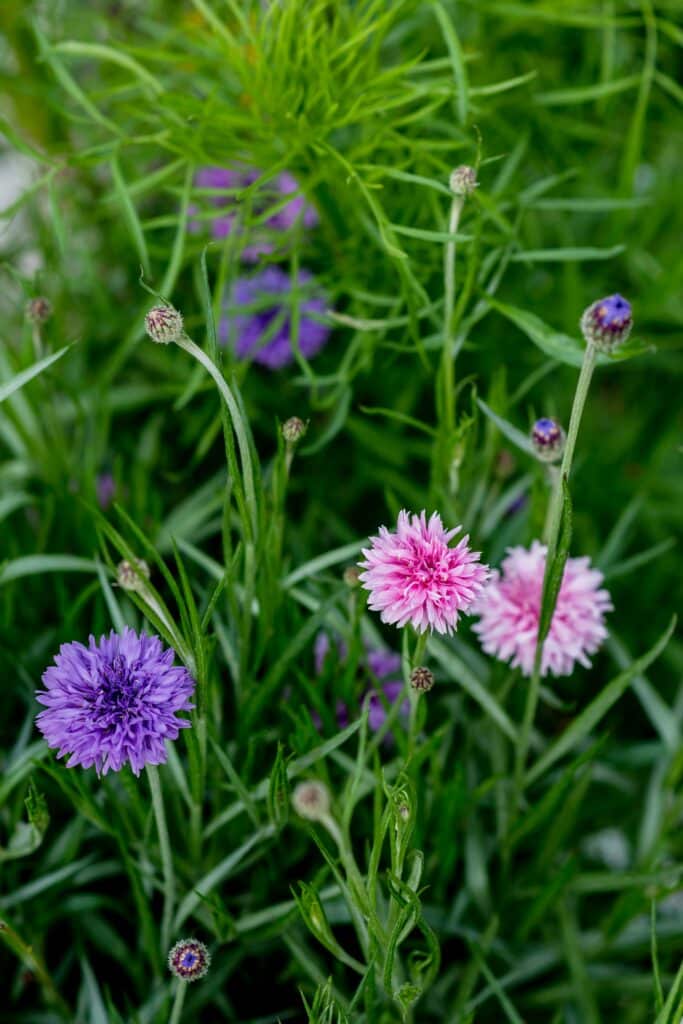 méditer printemps été
